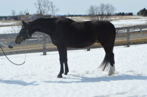 a horse standing in the snow
